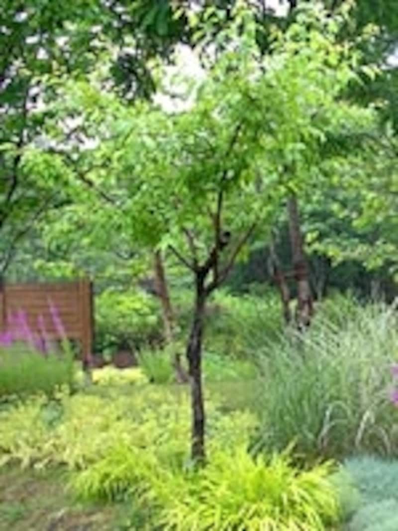 剪定することで、日照や通風もコントロールできる