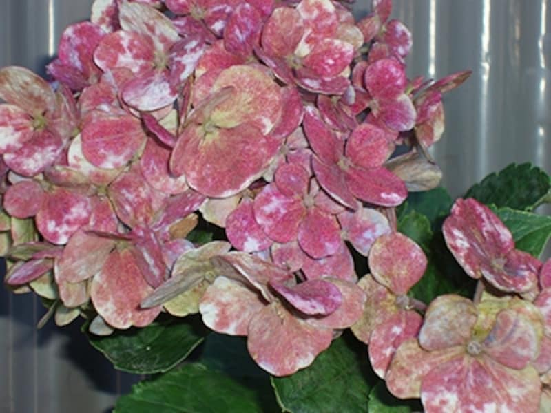 井村一巴 《無題（スナップ写真）》 2005年 デジタルデータ