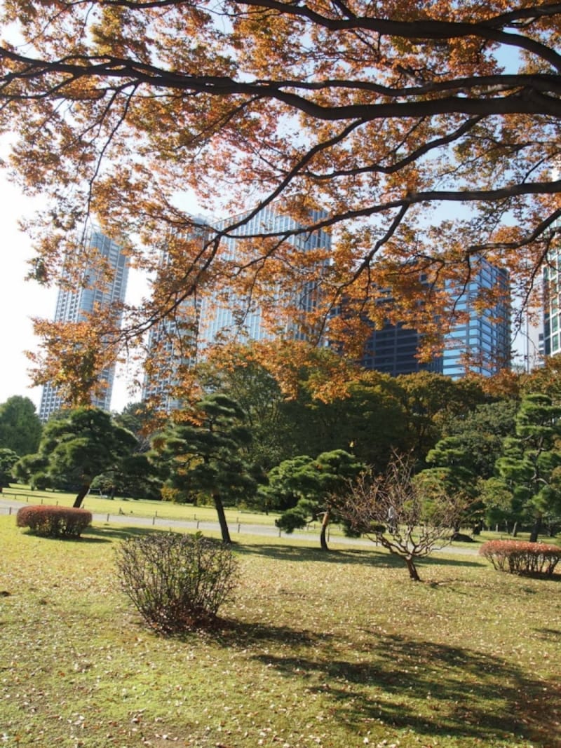 紅葉はまだほとんどしていなかった。わずかに赤くなっているのはこの木くらいだった。