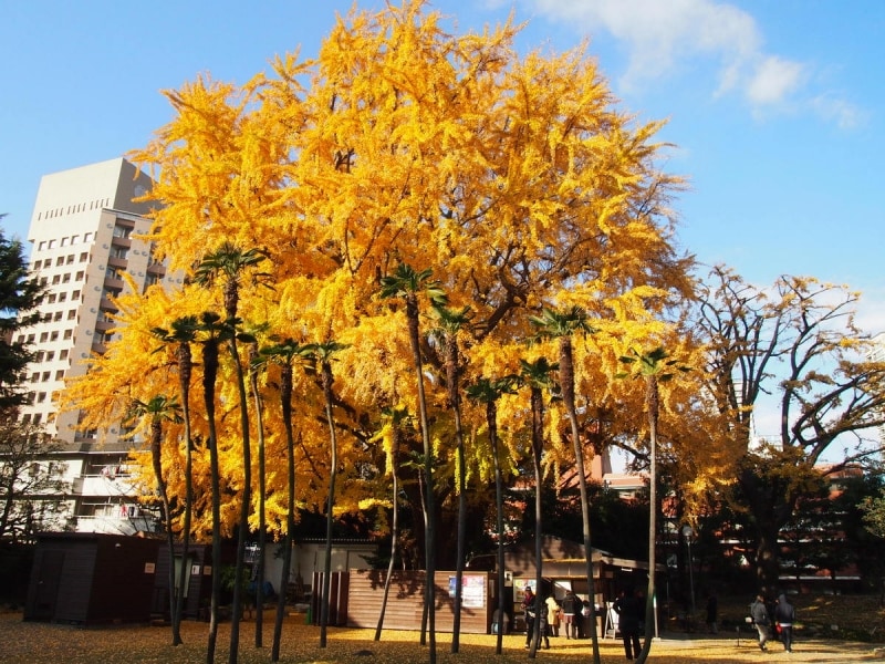 江戸時代の最初からここにあったという樹齢400年のイチョウ