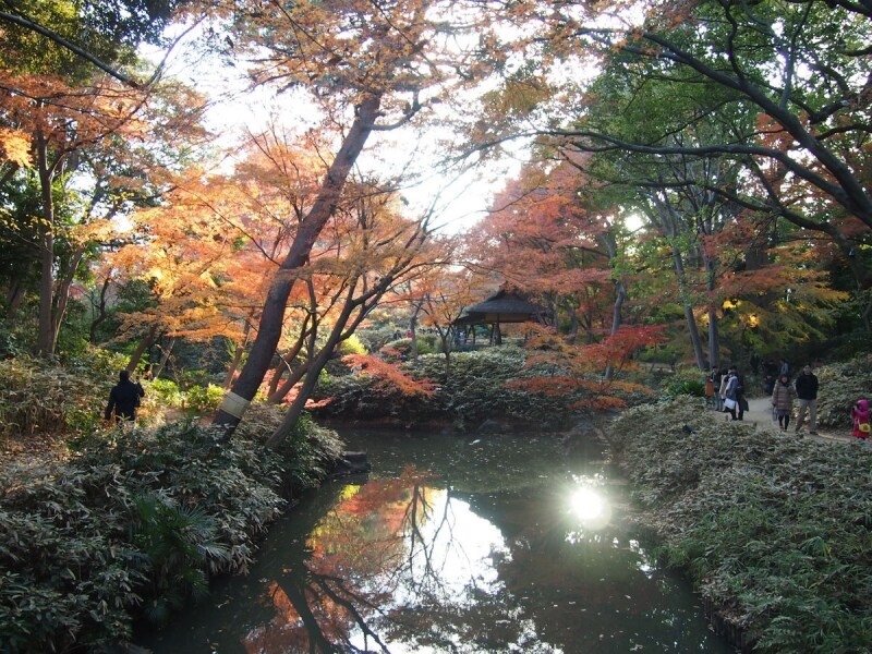 西日に照らされた紅葉が水に映る姿も美しい