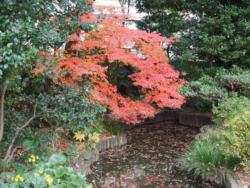 もう今年の紅葉も最後のほうだった。