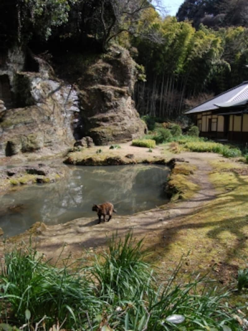瑞泉寺の石庭と猫