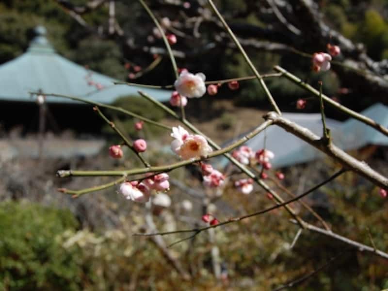瑞泉寺の本堂と梅