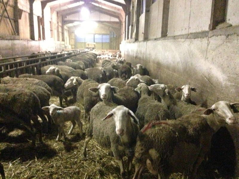 ラコーヌ種の羊。ロックフォールは主にこの羊のミルクから作られる