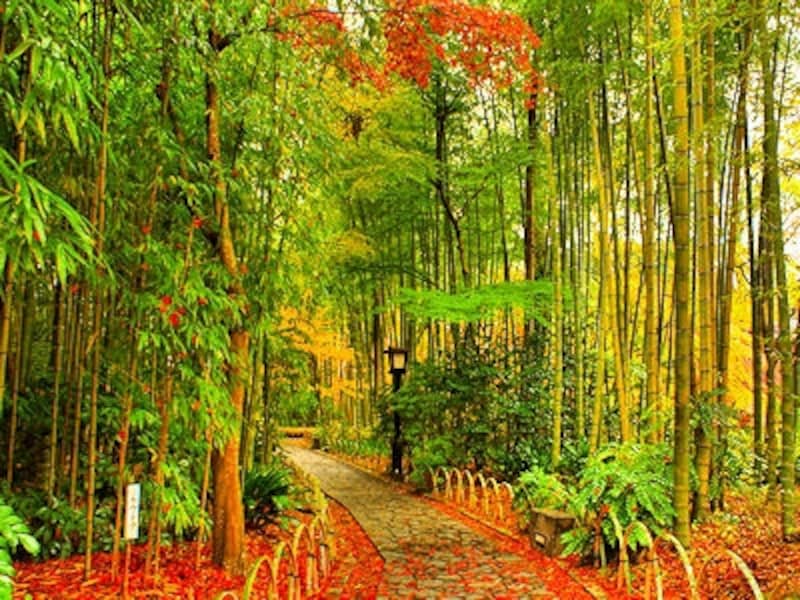 修善寺温泉「竹林の小径」