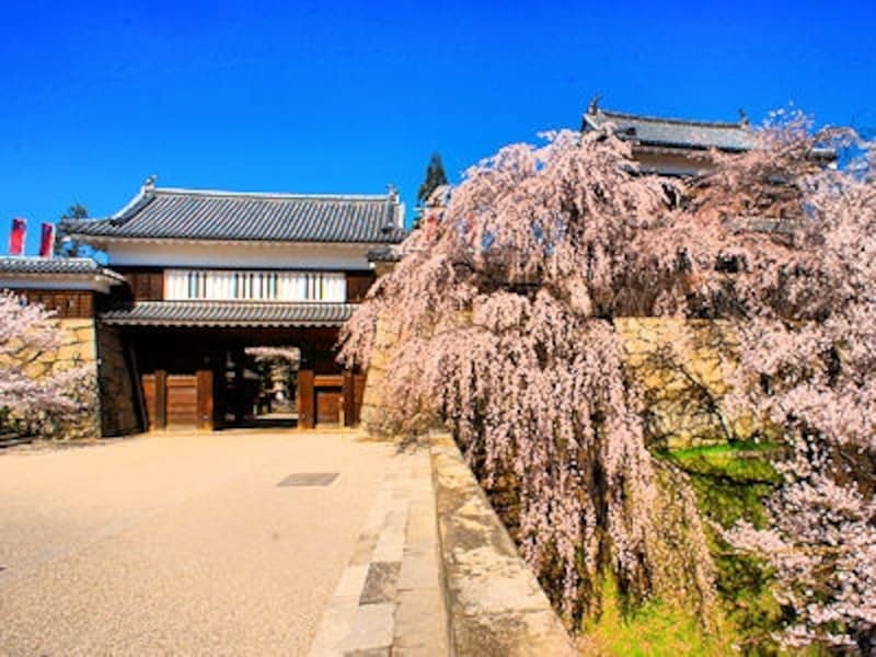 桜の名所「上田城跡公園」