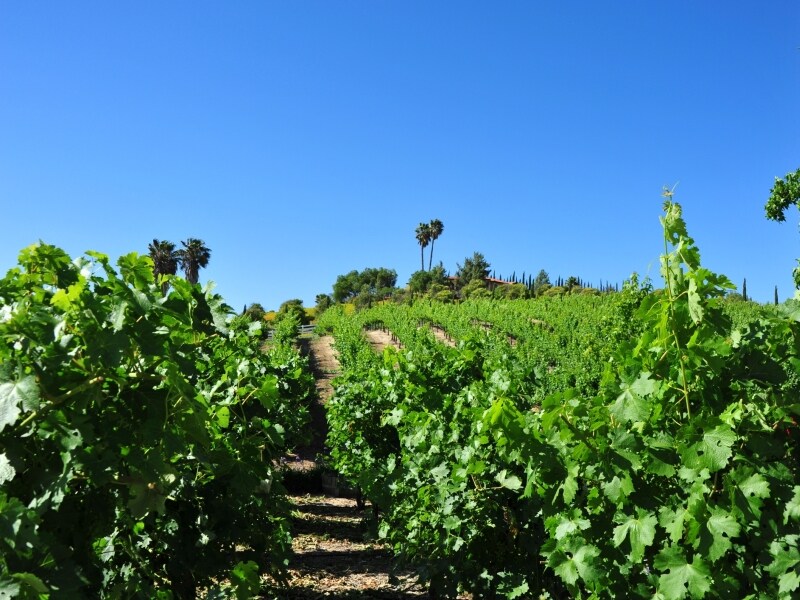 かつてダウンタウンはブドウ畑だらけだった