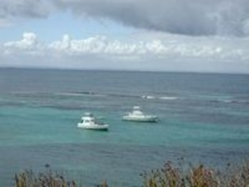 ロットネスト島