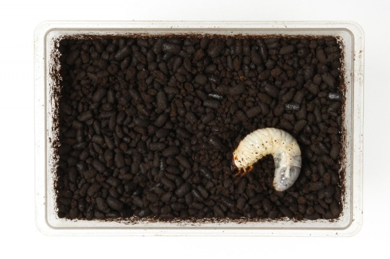 カブトムシ幼虫の餌、産卵にはコレです！改良版！発酵マット50L