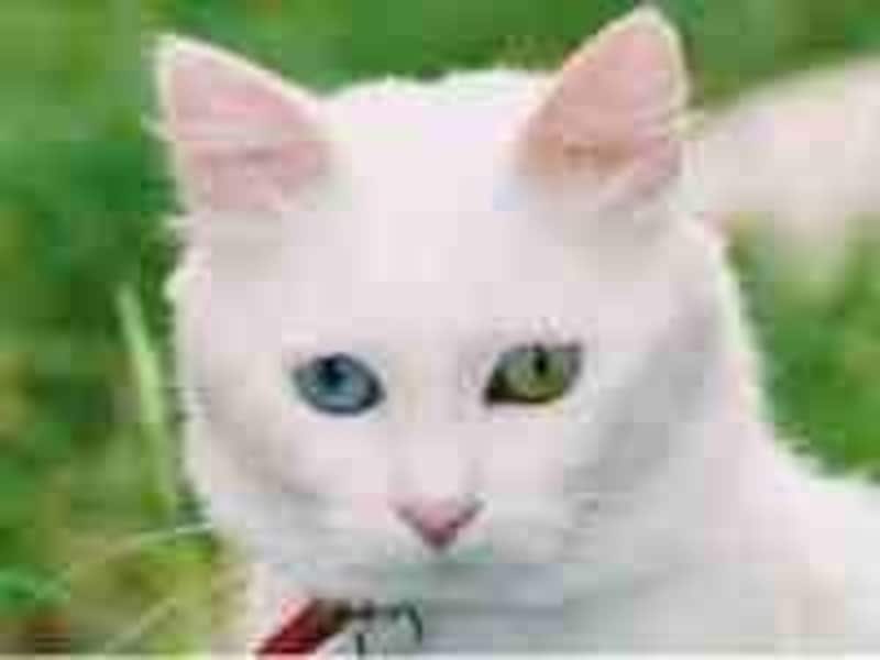 左右の眼の色が異なるヴァン猫