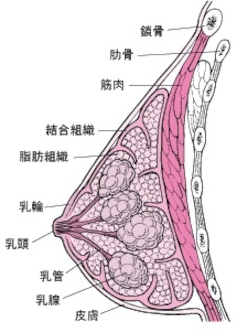 乳房の構造