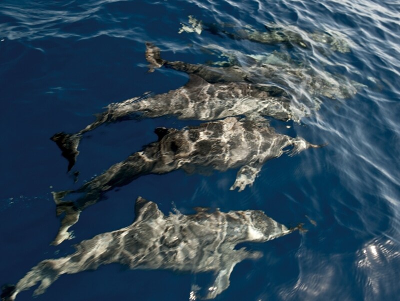 運良くイルカの群れに遭遇すればボートの上からタッチすることも可能