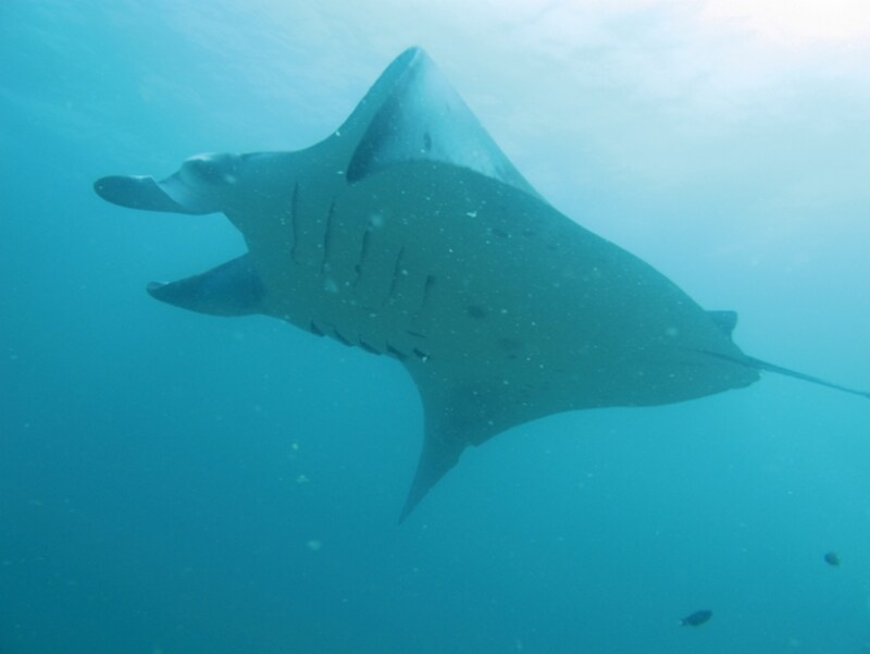 餌(プランクトン)を求めて雨季にモルディブにやってくるマンタ、スノーケリングツアーで見ることが出来る