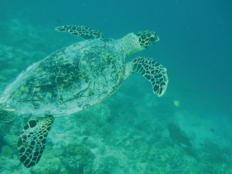 ガイドが実際にハニファルで撮影したウミガメ
