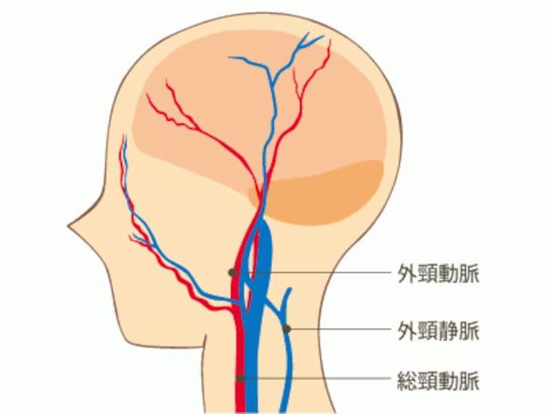 頸部にはすみずみまで血液を届ける大切な血管が集まっています。ブラッシングで血流促進!