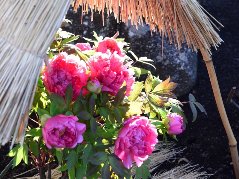 雪よけの「薦(こも)」の中で大輪の花を咲かせる冬ぼたん