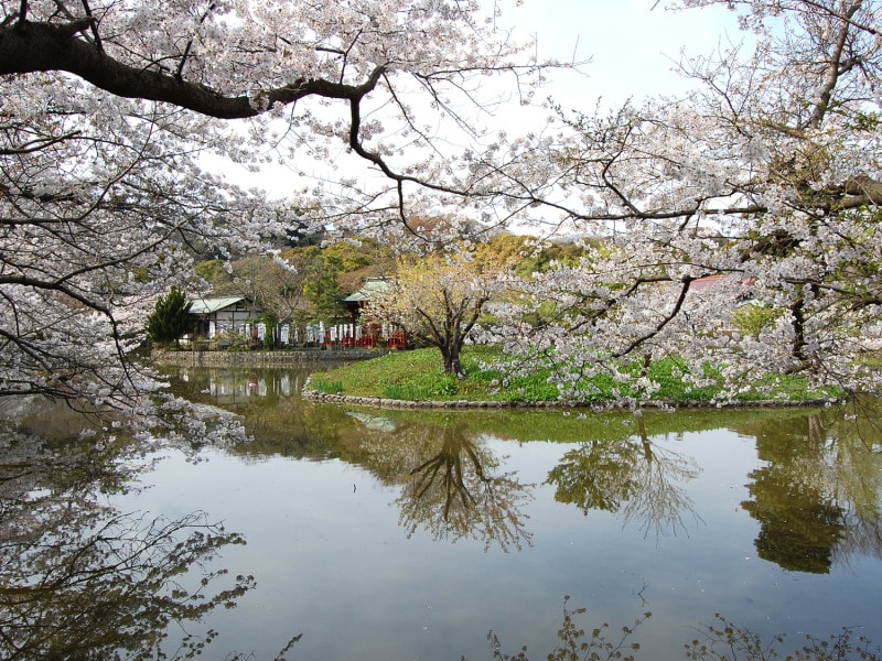 鶴岡八幡宮の源氏池の桜