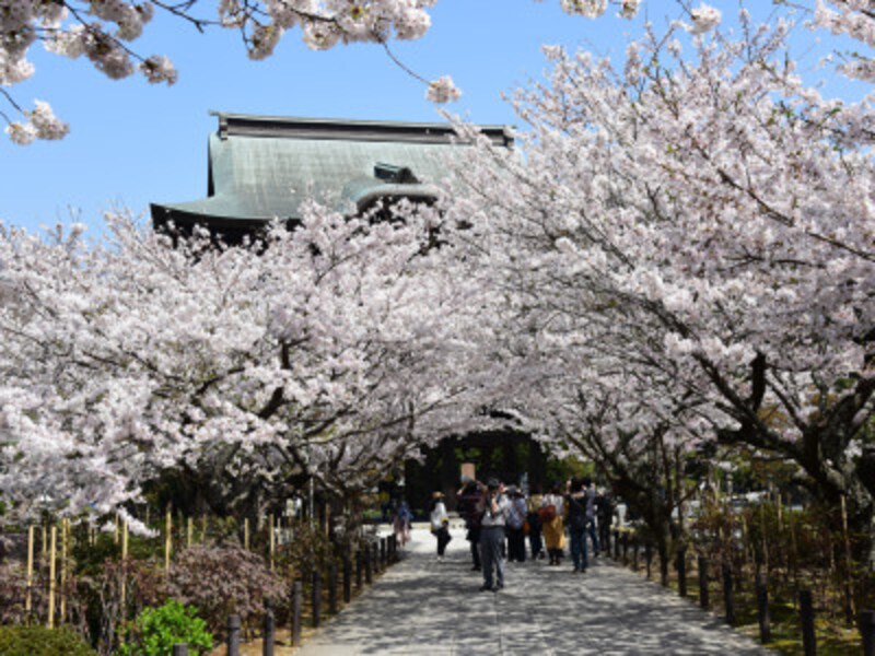 桜のトンネルの向こうに見えるのが建長寺三門(山門)