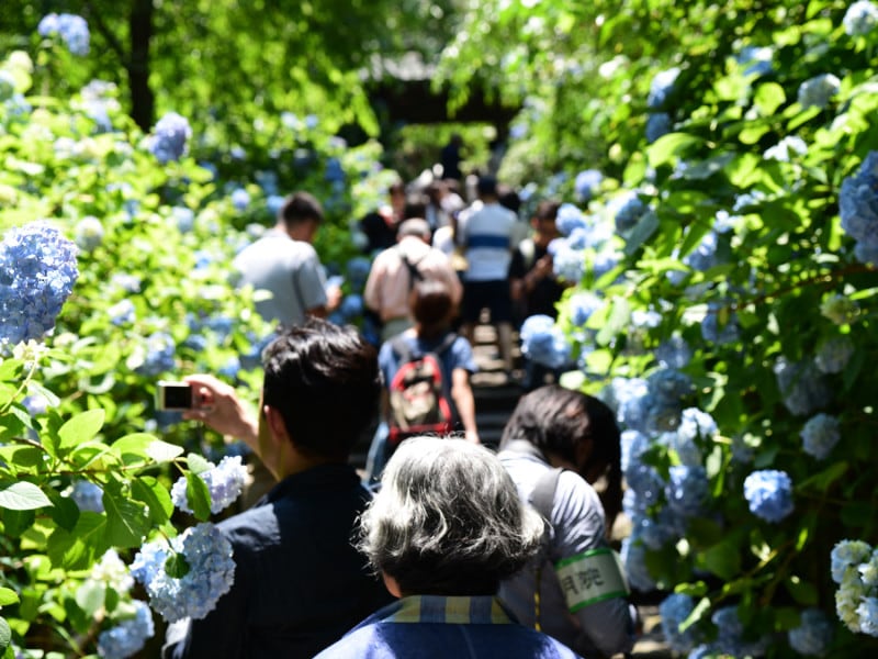 アジサイシーズンの明月院