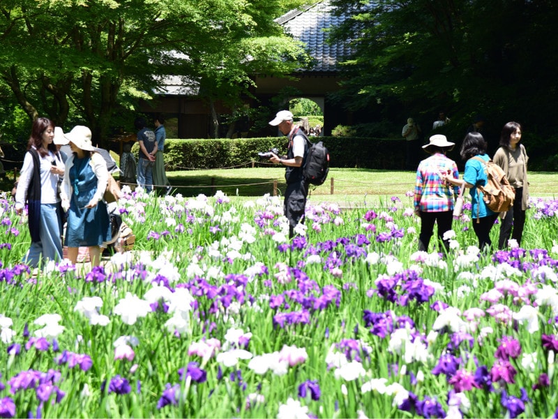 明月院「本堂後庭園」に咲くハナショウブ