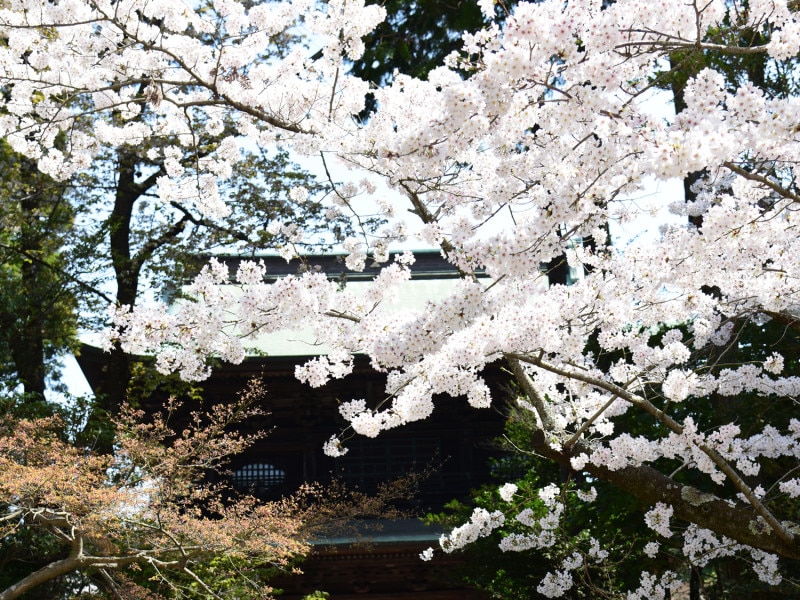 円覚寺三門(山門)と桜