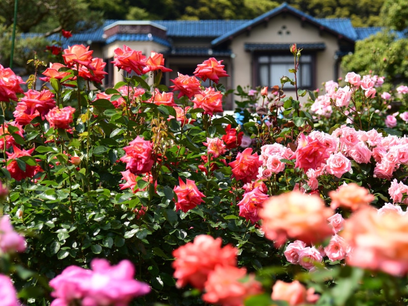 鎌倉文学館の「ローズガーデン」