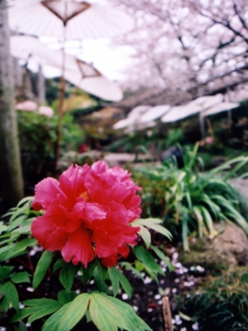 和傘の下に咲く春ボタン