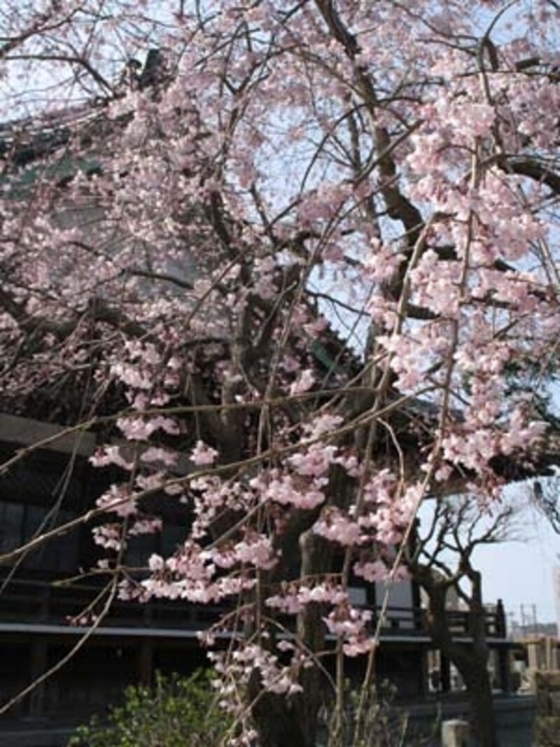 本覚寺のしだれ桜