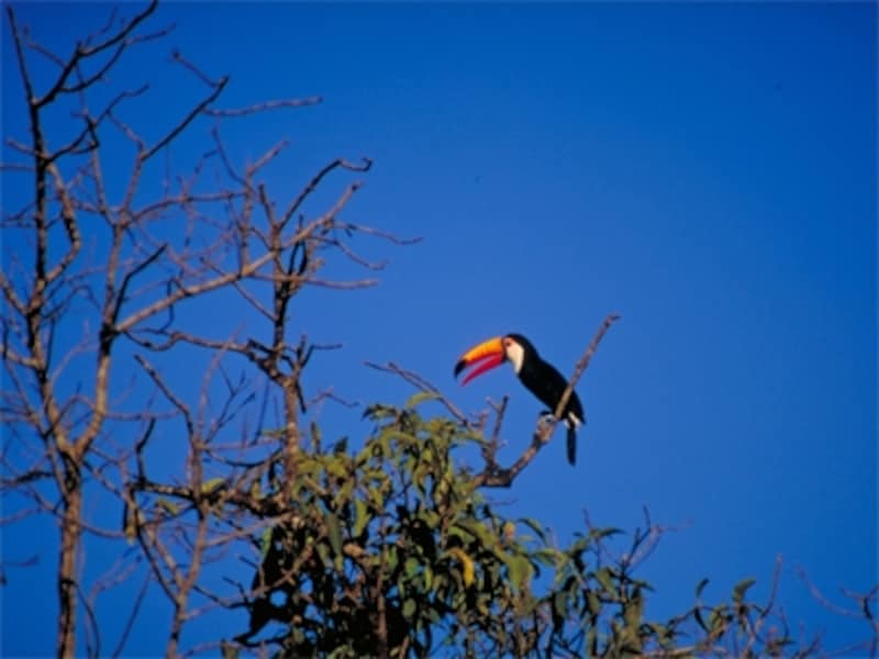 イグアス国立公園は、滝だけでなく野鳥や蝶など動植物の宝庫でもあるundefined写真提供：アルゼンチン観光局