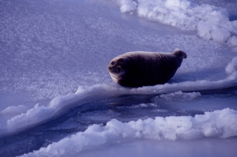 氷上のアザラシ