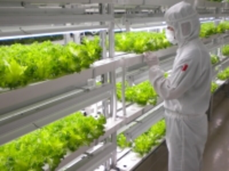 低カリウムレタスの栽培