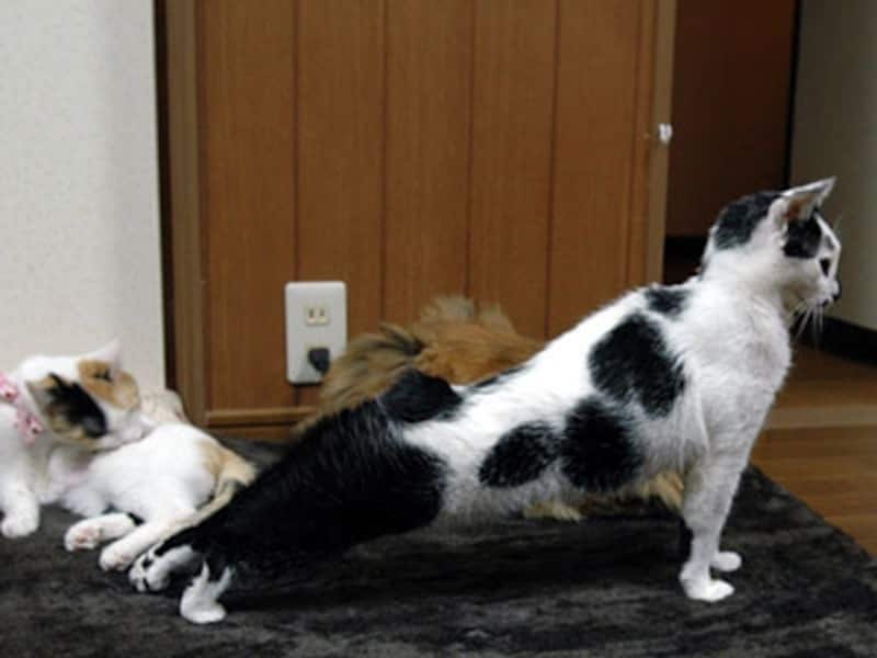 猫背もちゃんと伸び~