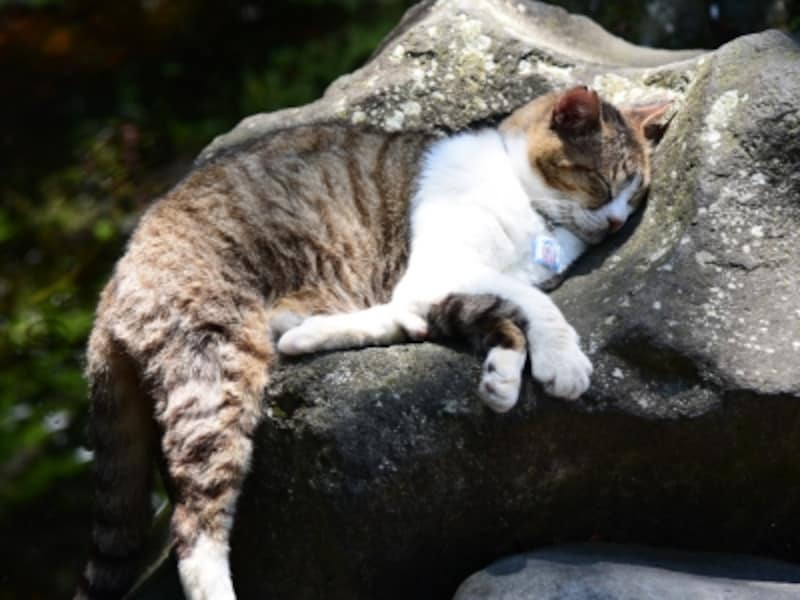 江ノ島はネコも多いことで知られる