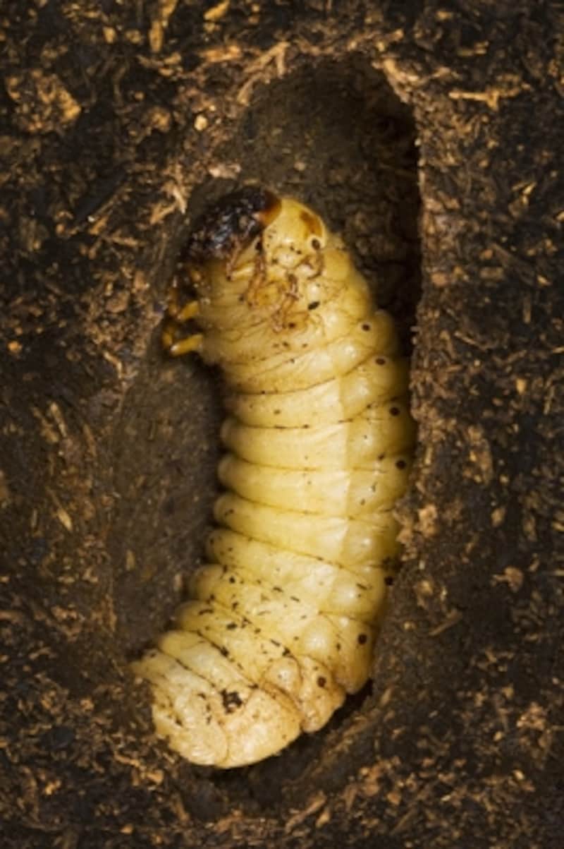 幼虫 出てくる カブトムシ カブトムシの幼虫が土の上に出てくる4つの原因