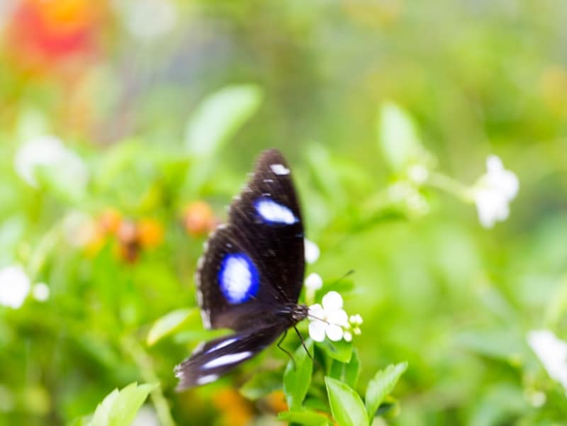 バタフライガーデンの中には数えきれないほどの蝶が