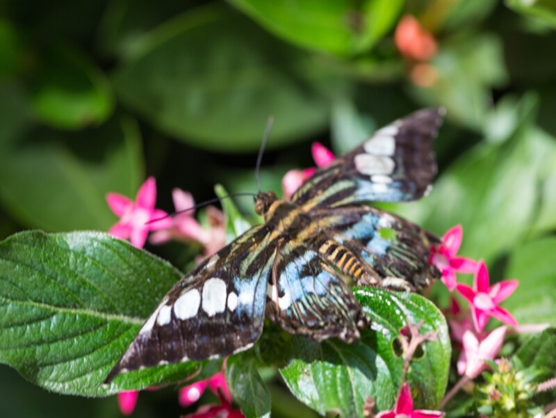 植物も多種多用に揃えていて綺麗