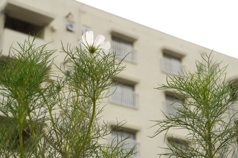 旧公団の集合住宅は恵まれた環境の物件が多い