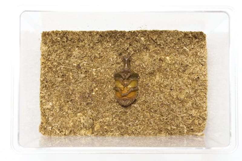 カブトムシの幼虫が発酵マットの上でサナギになっちゃった……