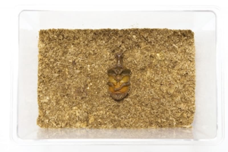 カブトムシが蛹から羽化して動く時期は 飼い方q A サナギ編 カブトムシ All About カブトムシが蛹から羽化して動く時期は 飼い方q A サナギ編 カブトムシ All About