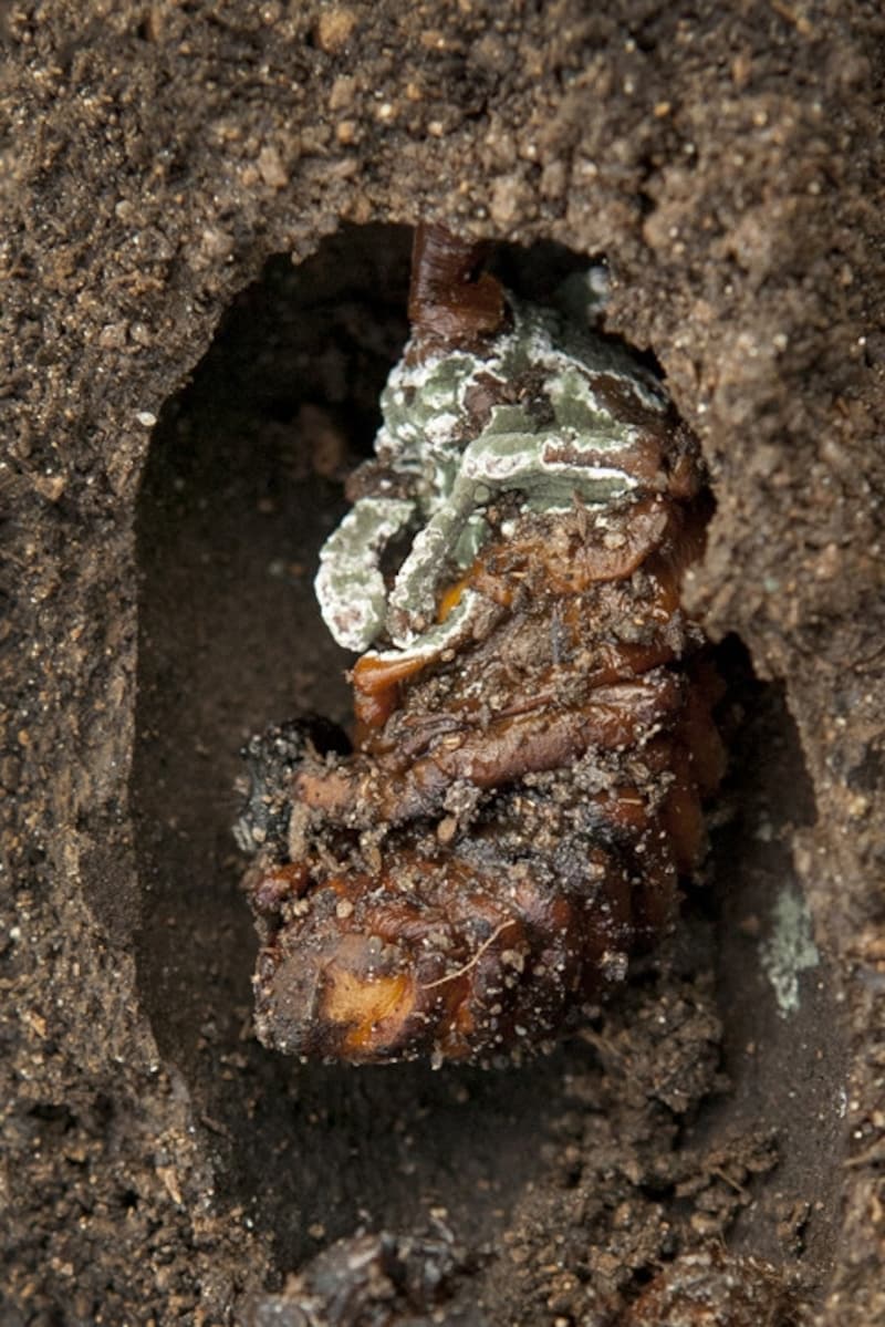 残念ながら、羽化できずに死んでしまったカブトムシのサナギ