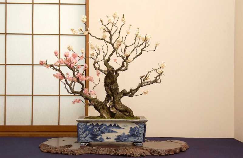 梅の盆栽……育て方と歴史