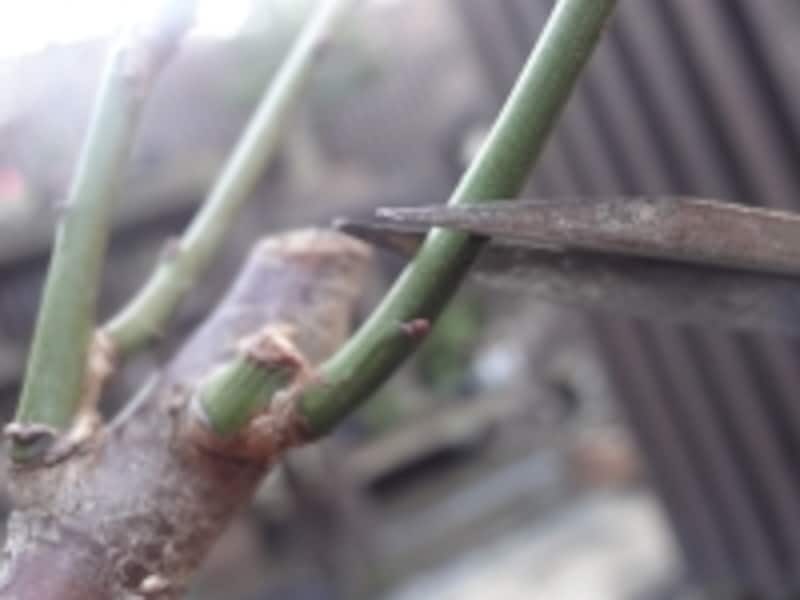 枝元の芽の上で剪定します