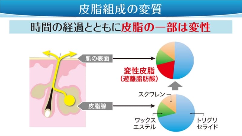 皮脂の時間変化