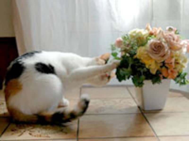 遊んでいるうちに、口に入ることも…