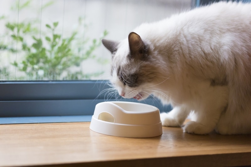 猫の離乳食には様々な種類があります