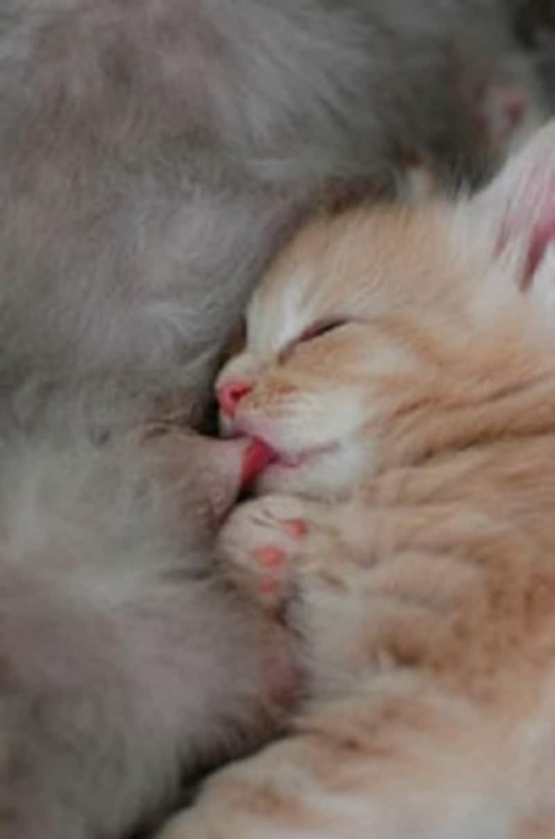 子猫は上手に舌で巻き込んで乳を飲む