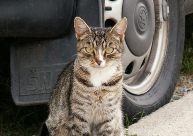 猫と車でお出かけ ドライブや車移動するときのコツと注意点 猫 All About