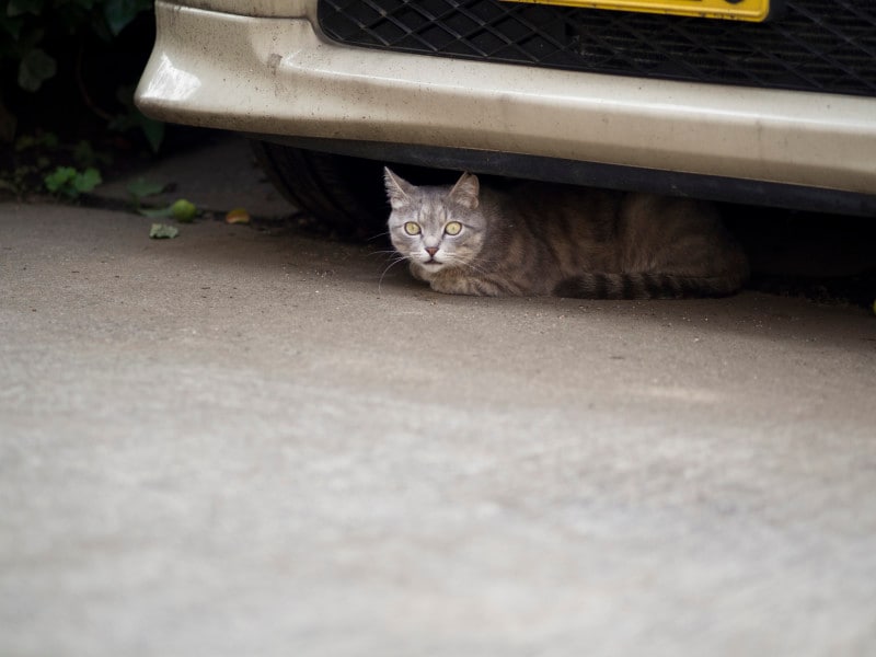 外出時の注意点は猫を逃がさないこと