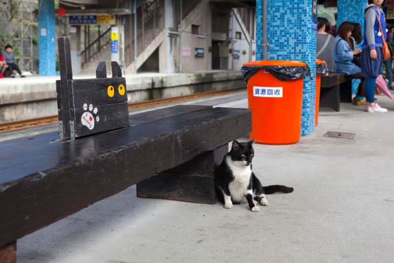 猫と一緒に公共の乗り物を利用する際の注意点